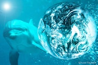 a dolphin is in the water with a ball in front of it